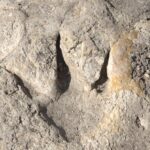 Walking with Dinosaurs
